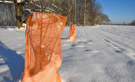 ИЗМОРОЗЬ И ИНЕЙ, ГОЛОЛЕД И ГОЛОЛЕДИЦА